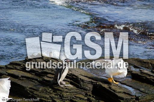 Magellanpinguin (27 von 32).jpg